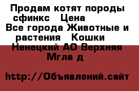 Продам котят породы сфинкс › Цена ­ 4 000 - Все города Животные и растения » Кошки   . Ненецкий АО,Верхняя Мгла д.